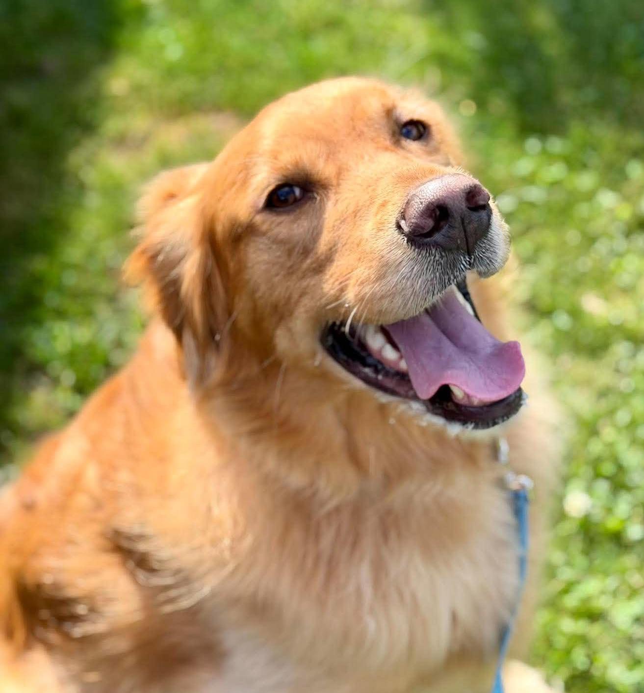Enlarge Simba, a Adopted Golden Retriever in Silvana, WA image 1/6
