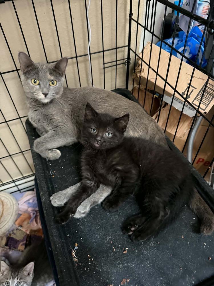 Kaleidoscope, a Adoptable Domestic Medium Hair in Deltona, FL image 1/3