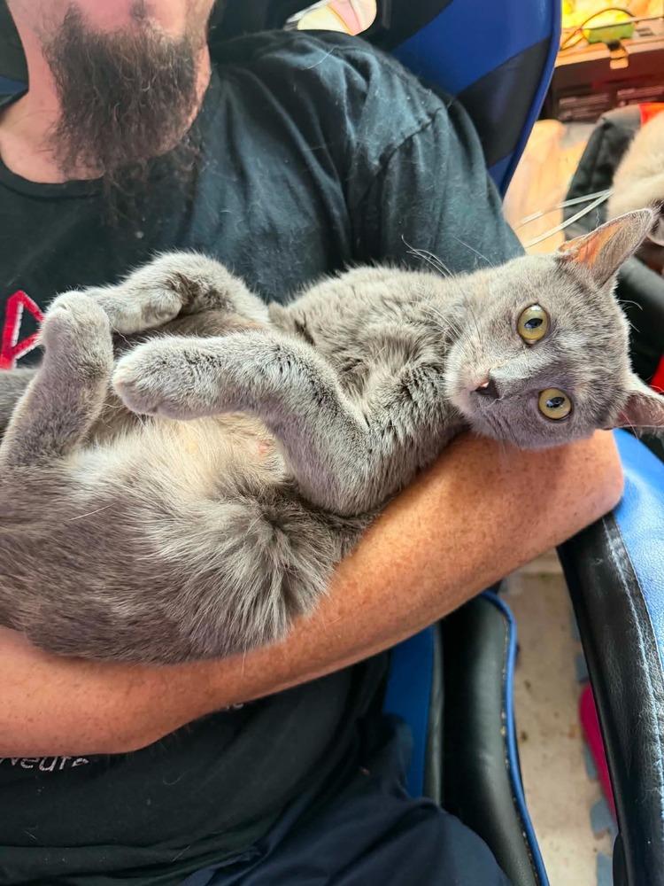 Kaleidoscope, a Adoptable Domestic Medium Hair in Deltona, FL image 2/3