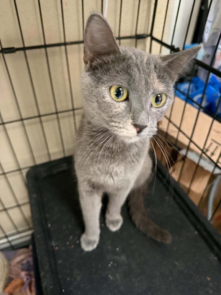 Kaleidoscope, a Adoptable Domestic Medium Hair in Deltona, FL image 3/3