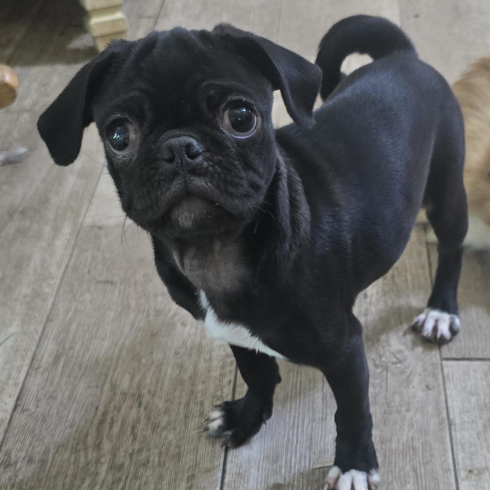Jetta, ADOPTABLE, Puppy Female Pug.