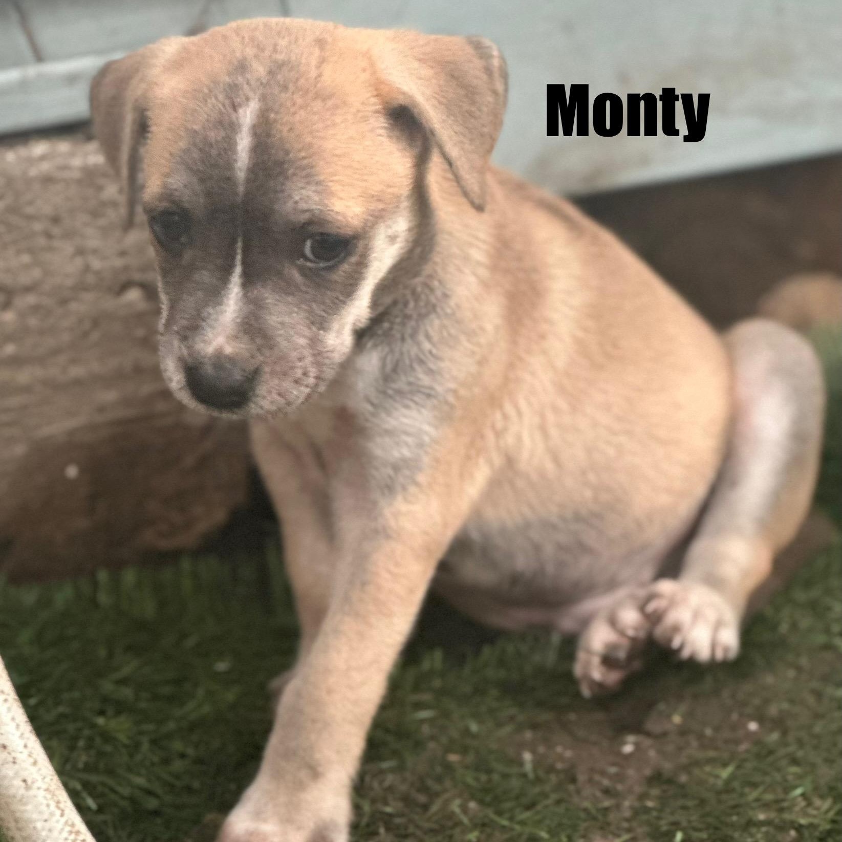 Monty