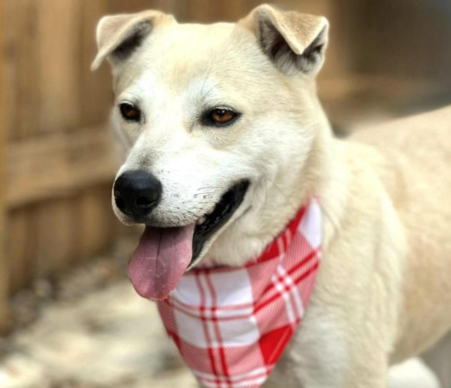 Tito - From wounds to wags! His neck and heart have finally healed! Love him!