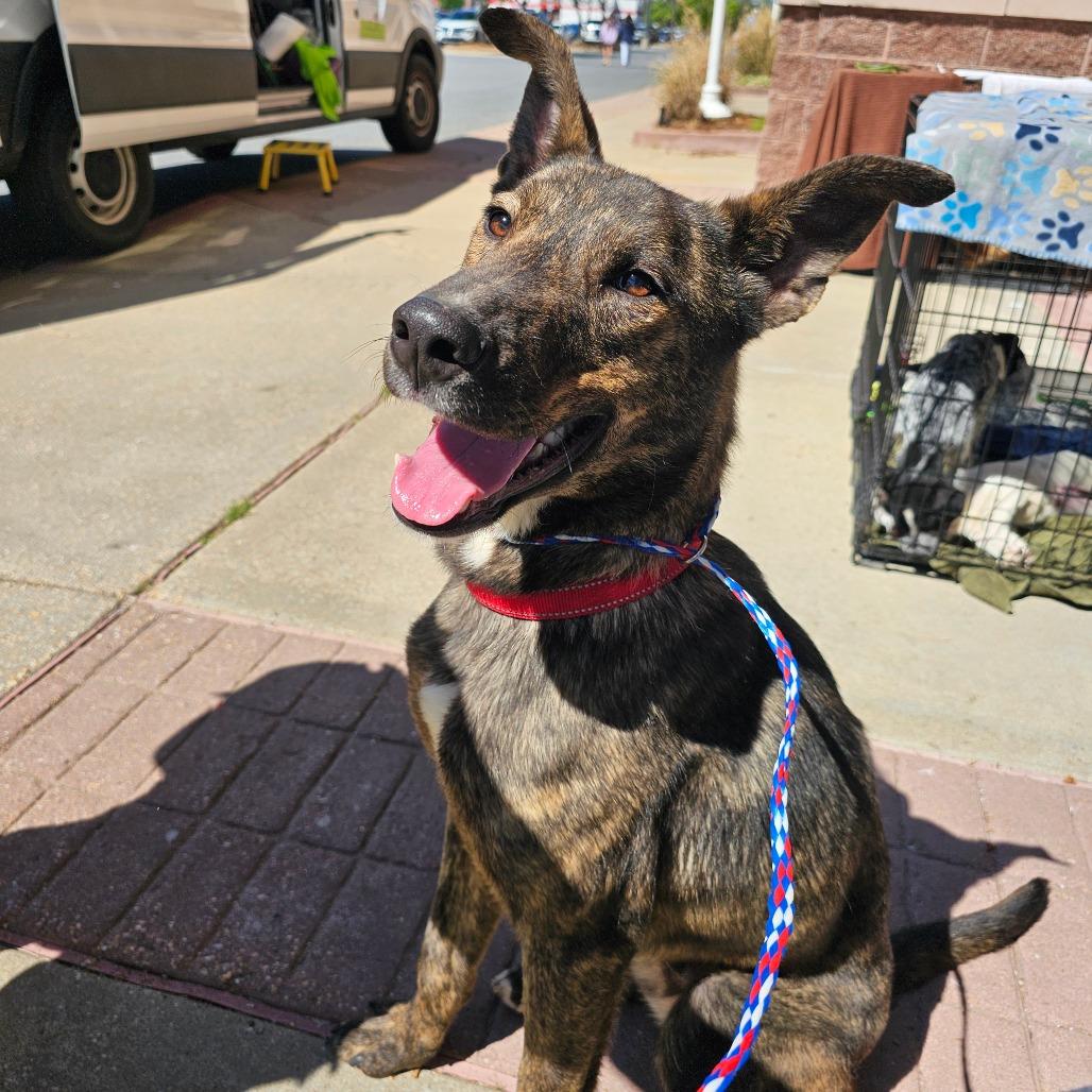 Dale, Adoptable, Young Male Black Labrador Retriever & Shepherd.