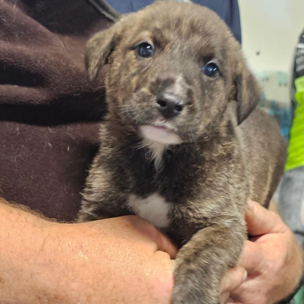 Dale, Adoptable, Young Male Black Labrador Retriever & Shepherd.