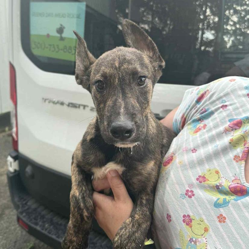 Enlarge Dale, a Adoptable mixed breed in mount vernon, AR image 2/2