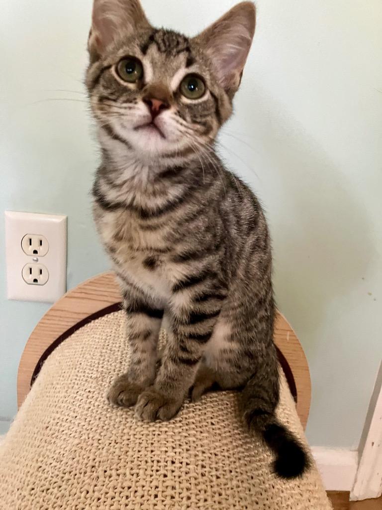 Mars, a Adoptable mixed breed in Evans, GA image 2/5