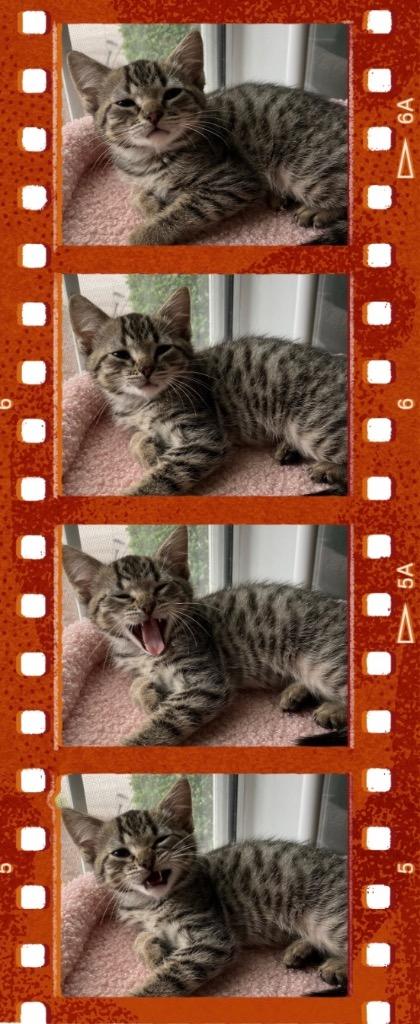 Enlarge Mars, a Adoptable mixed breed in Evans, GA image 5/5