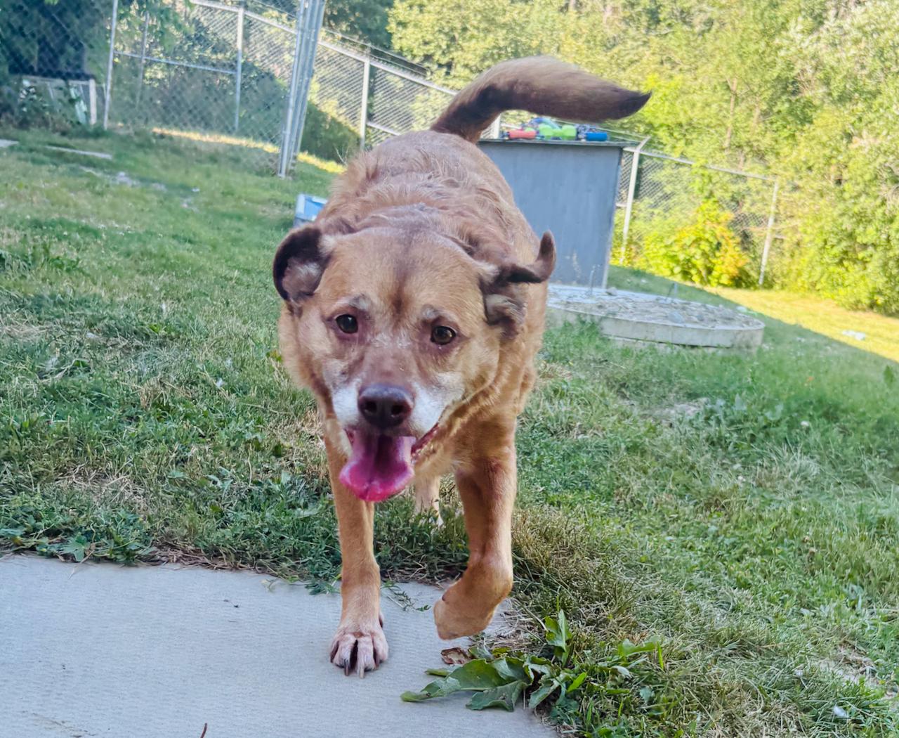 Enlarge Roxie, an adoptable Mixed Breed in St Stephen, NB image 2/3