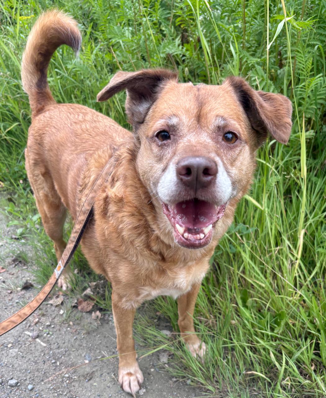 Enlarge Roxie, an adoptable Mixed Breed in St Stephen, NB image 1/3