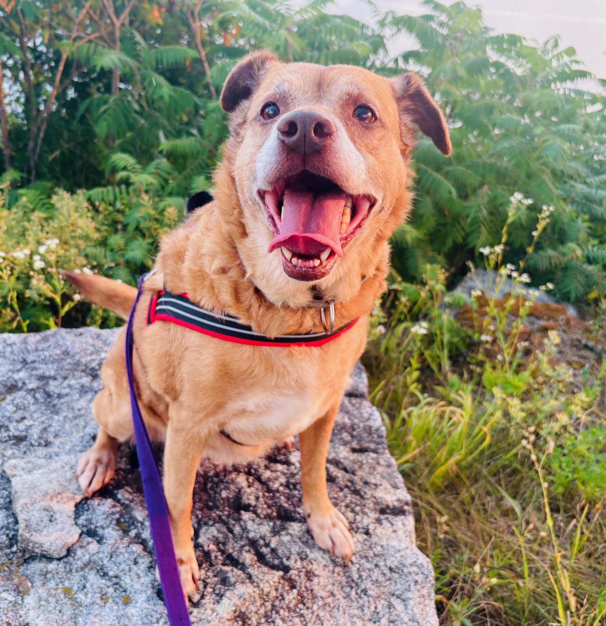 Roxie, adoptable, Senior Female Mixed Breed.