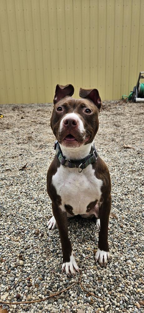 Lyric, a Adoptable mixed breed in Muskegon, MI image 1/5
