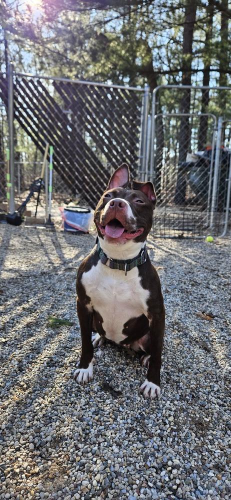 Lyric, a Adoptable mixed breed in Muskegon, MI image 3/5
