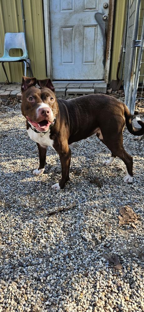 Lyric, a Adoptable mixed breed in Muskegon, MI image 4/5