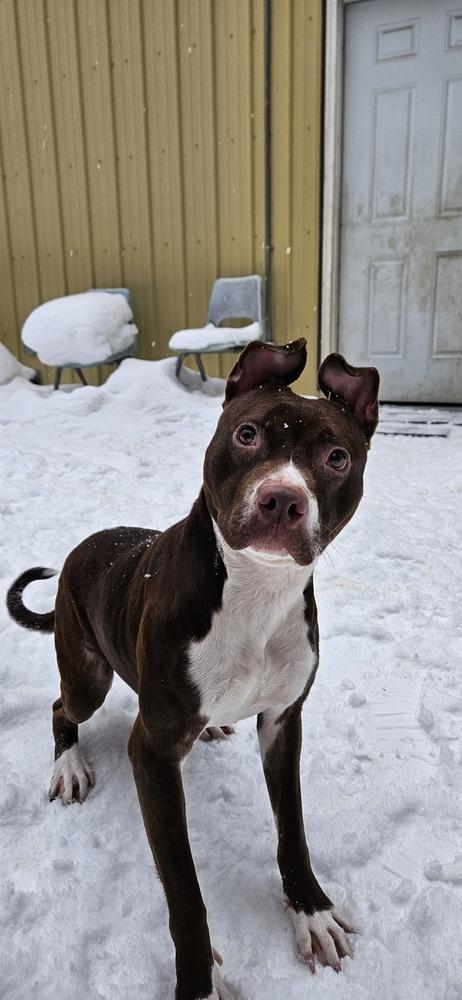 Lyric, a Adoptable mixed breed in Muskegon, MI image 5/5