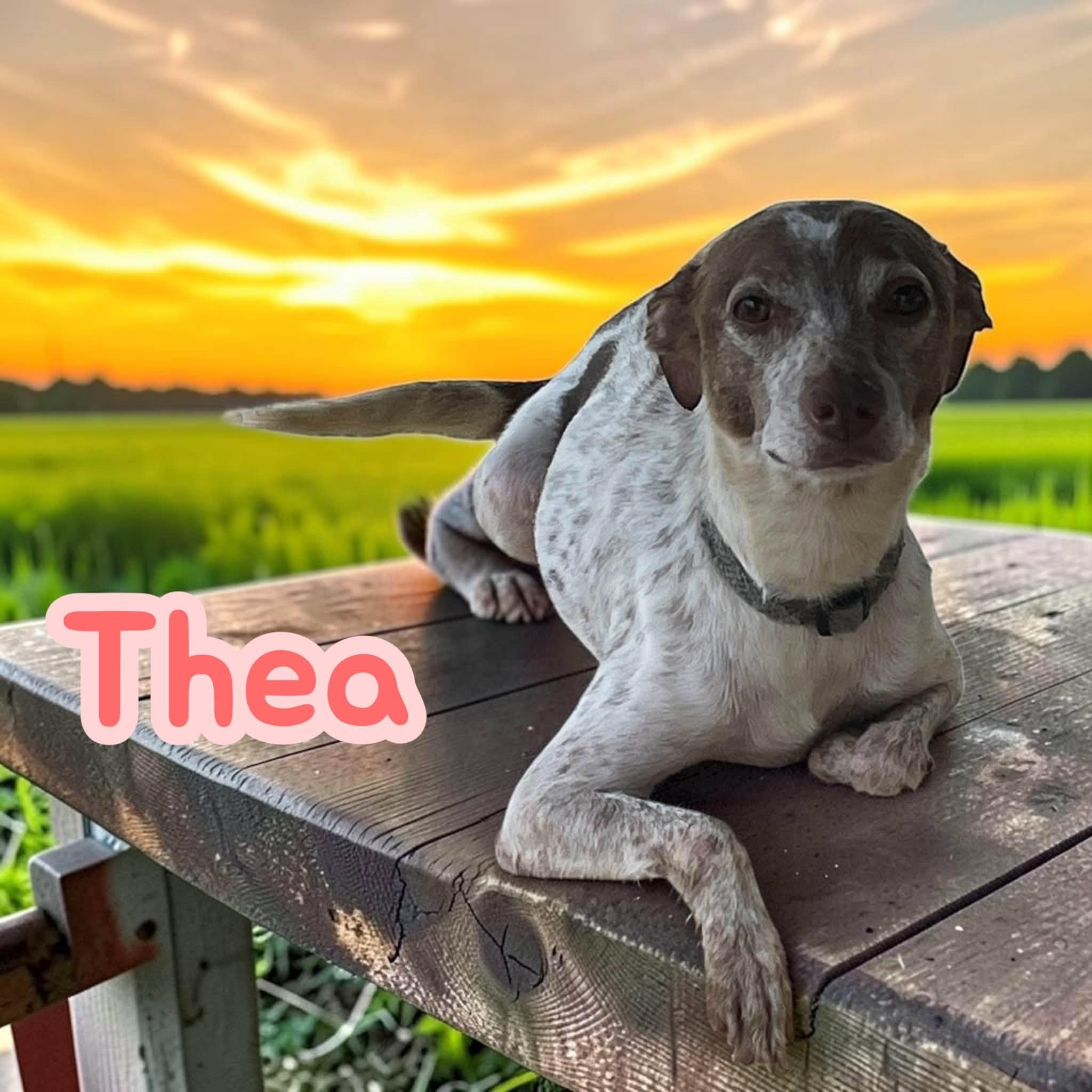 Enlarge Thea - Sweet girl - only or larger dogs, a Adoptable mixed breed in Allentown, PA image 1/3