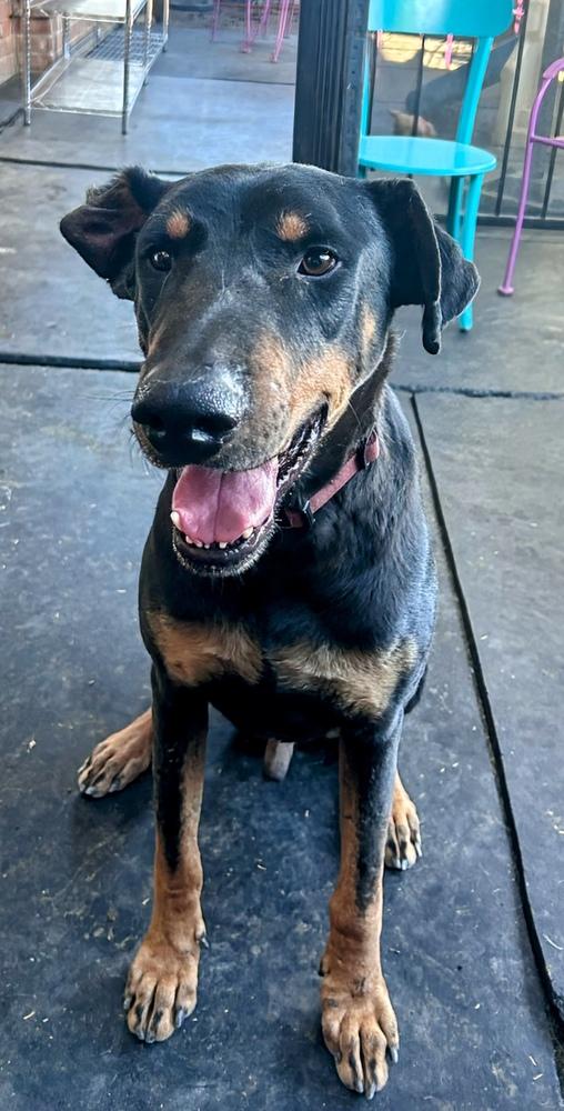 Enlarge Kazo, a Adoptable mixed breed in TUCSON, AZ image 1/4