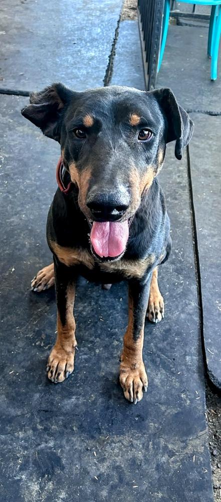 Kazo, Adoptable, Senior Female Doberman Pinscher.