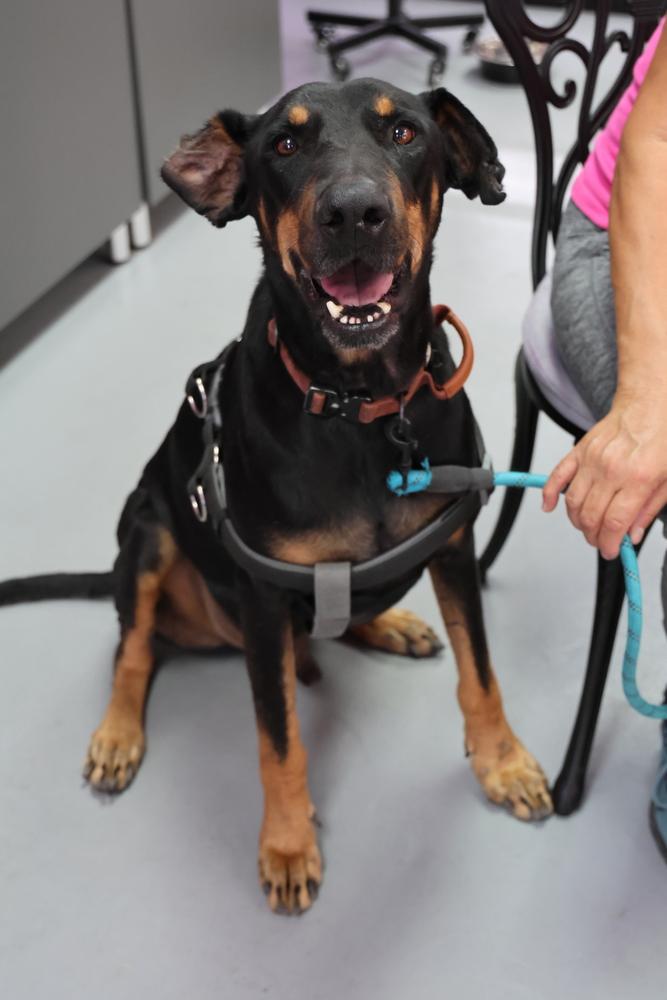 Kazo, a Adoptable mixed breed in TUCSON, AZ image 1/5