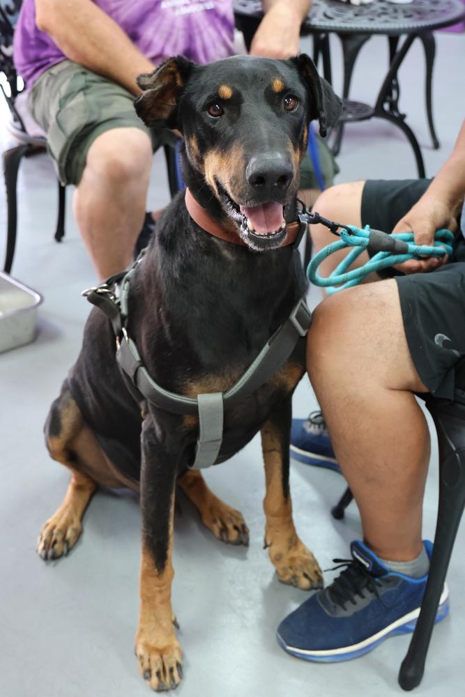 Kazo, a Adoptable mixed breed in TUCSON, AZ image 2/5