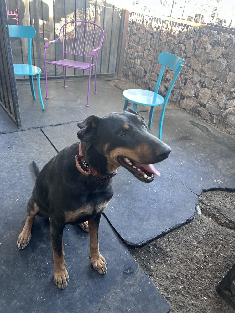 Enlarge Kazo, a Adoptable mixed breed in TUCSON, AZ image 3/4