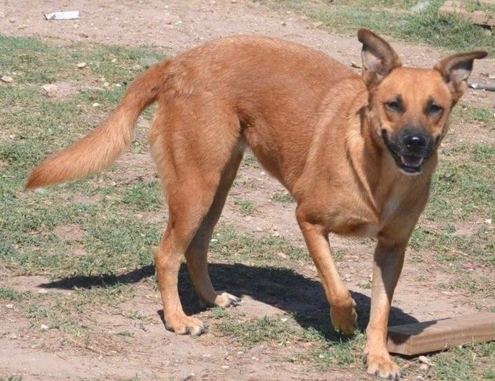 Cookie, Adoptable, Young Female German Shepherd Dog.