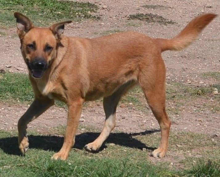 Cookie, a Adoptable German Shepherd Dog in Round Rock, TX image 2/5
