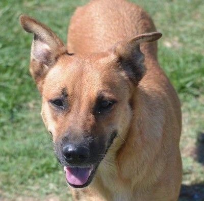 Cookie, a Adoptable German Shepherd Dog in Round Rock, TX image 3/5