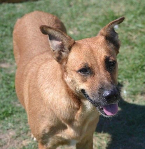 Cookie, a Adoptable German Shepherd Dog in Round Rock, TX image 4/5
