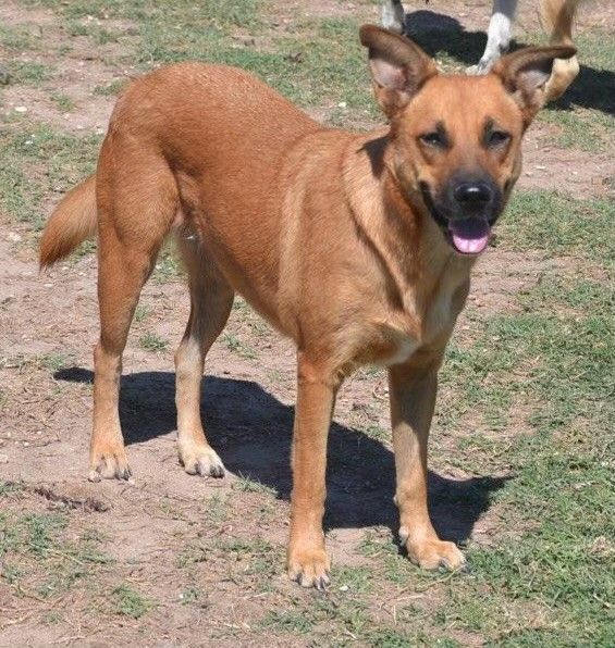Cookie, a Adoptable German Shepherd Dog in Round Rock, TX image 5/5