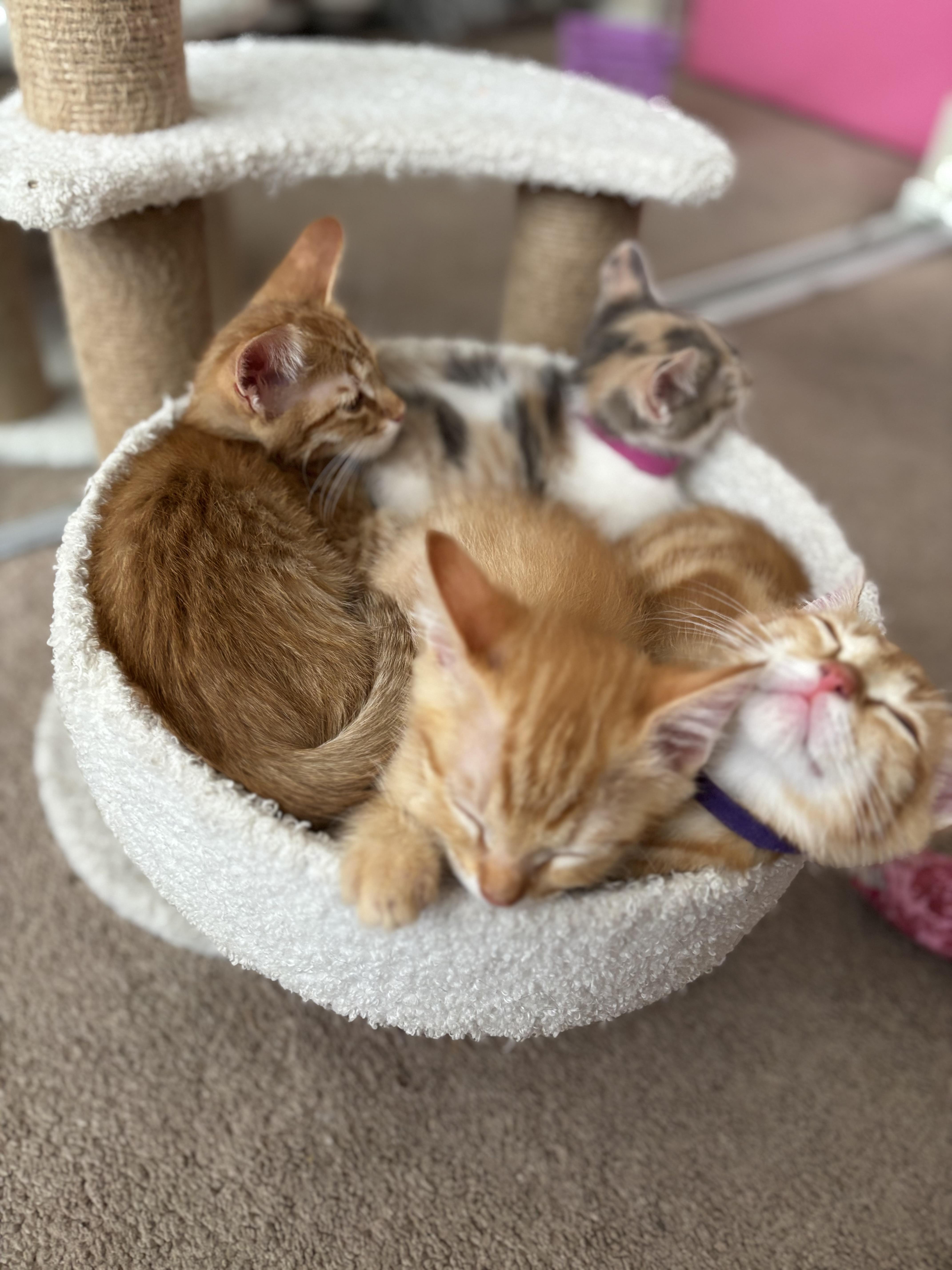 Penelope, Adopted, Kitten Female Domestic Short Hair.