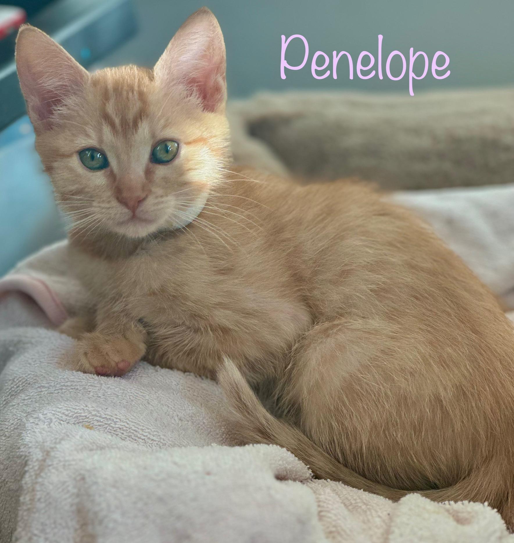 Penelope, a Adopted Domestic Short Hair in Dixon, CA image 3/6
