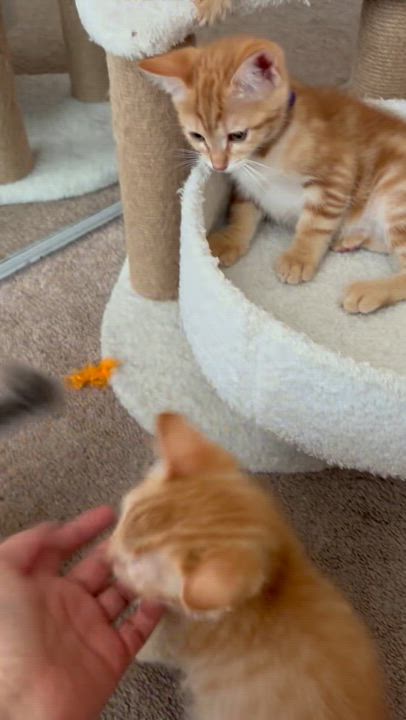 Enlarge Penelope, a Adopted Domestic Short Hair in Dixon, CA video 6/6