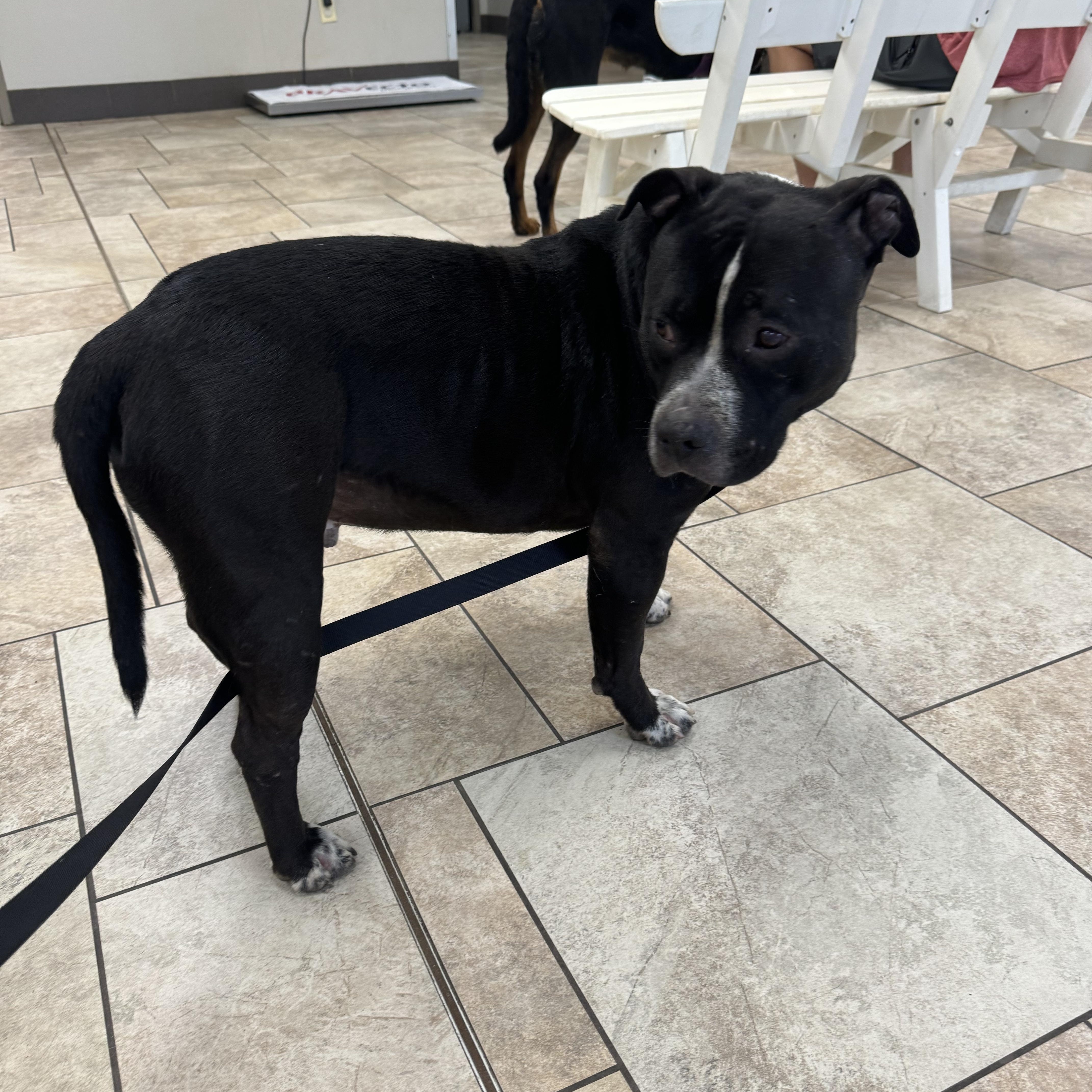 Beck, a Adoptable Pit Bull Terrier in Charlotte, NC image 3/5