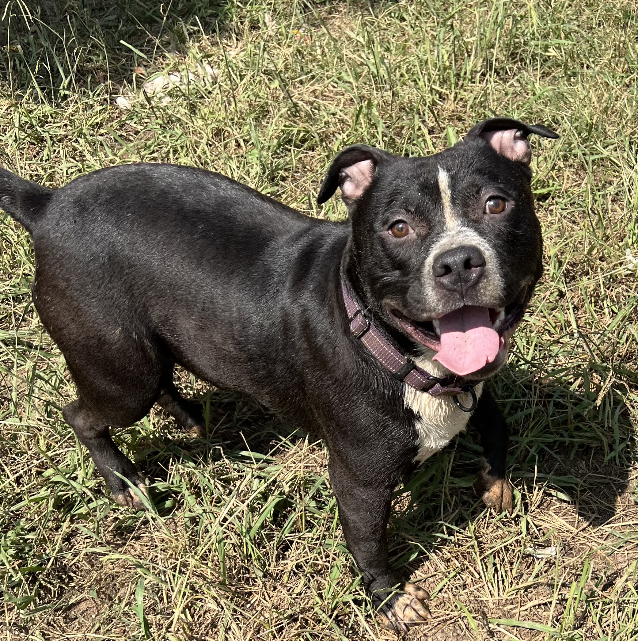 Beck, a Adoptable Pit Bull Terrier in Charlotte, NC image 2/5