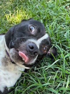 Beck, Adoptable, Young Male Pit Bull Terrier.