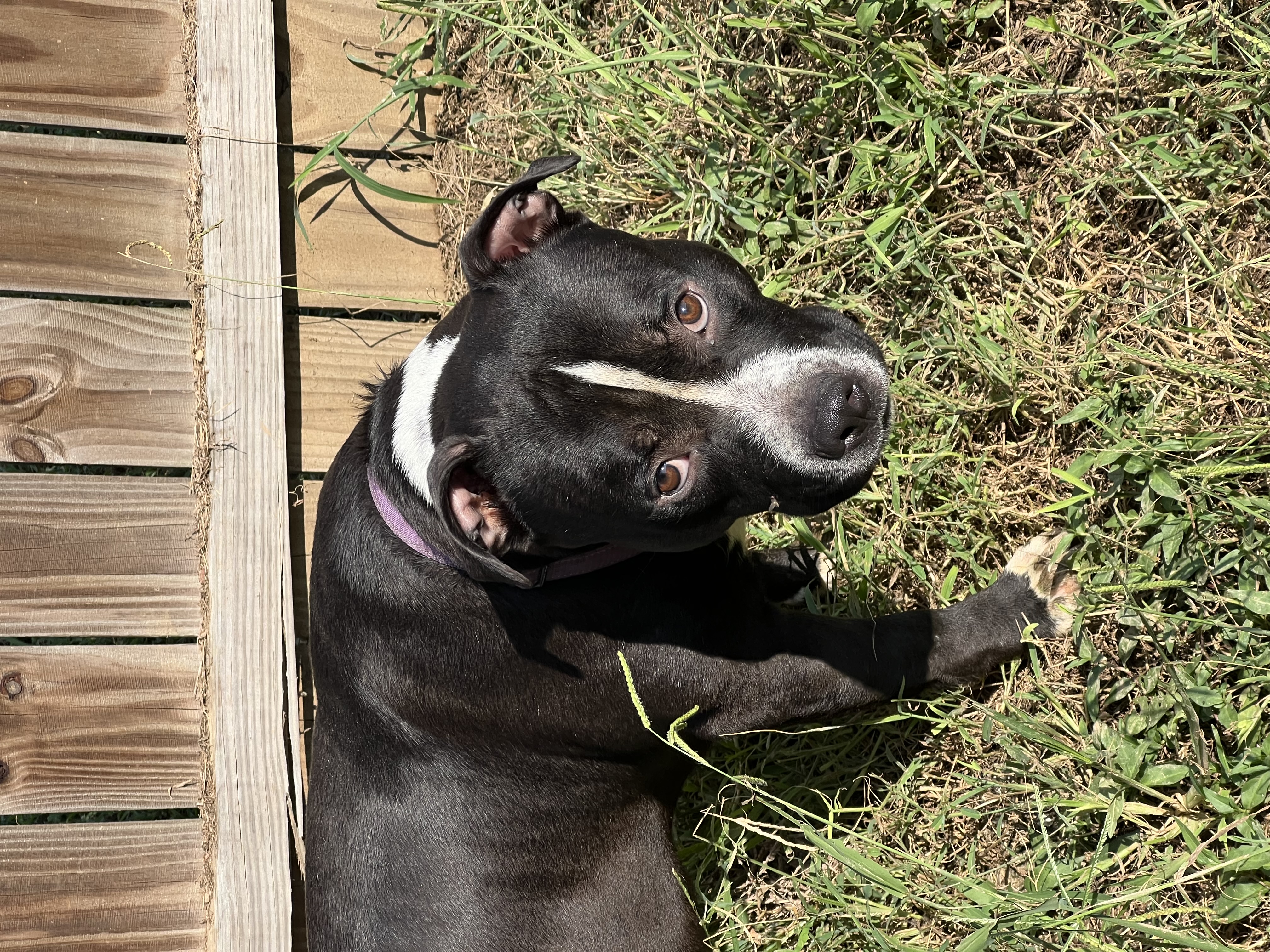 Beck, a Adoptable Pit Bull Terrier in Charlotte, NC image 5/5