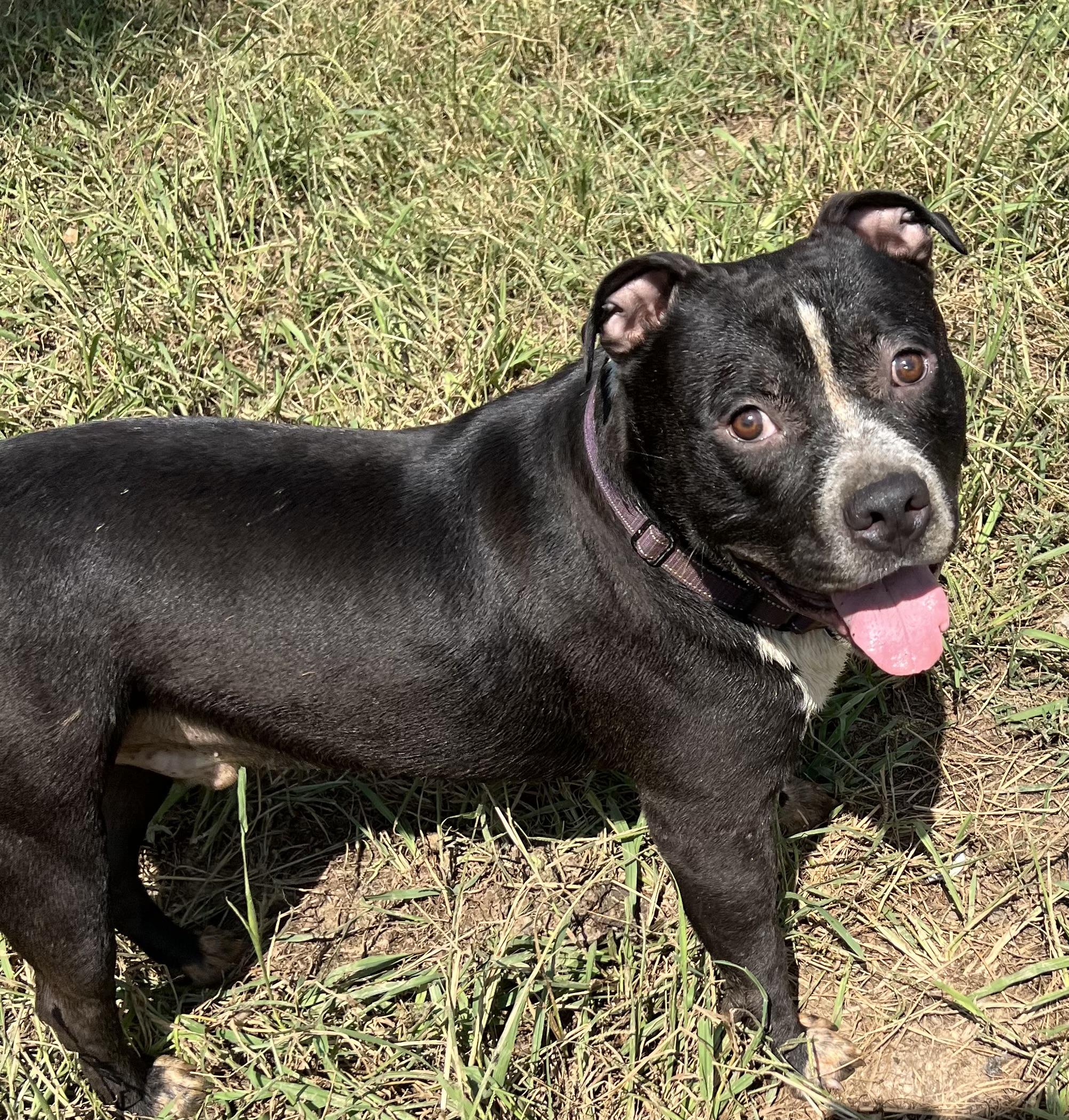 Beck, a Adoptable Pit Bull Terrier in Charlotte, NC image 4/5