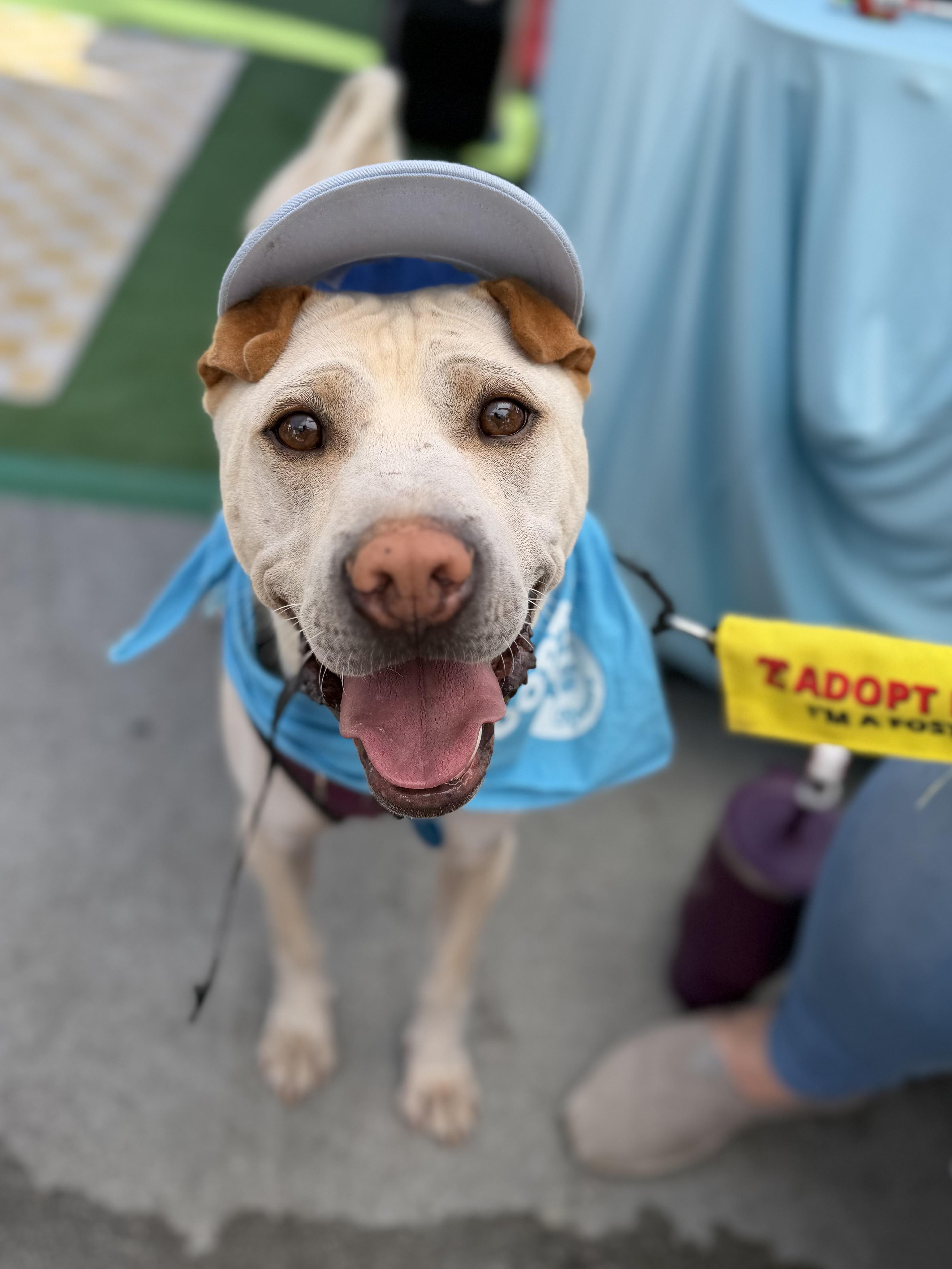 Drew, Adoptable, Adult Male Shar-Pei.