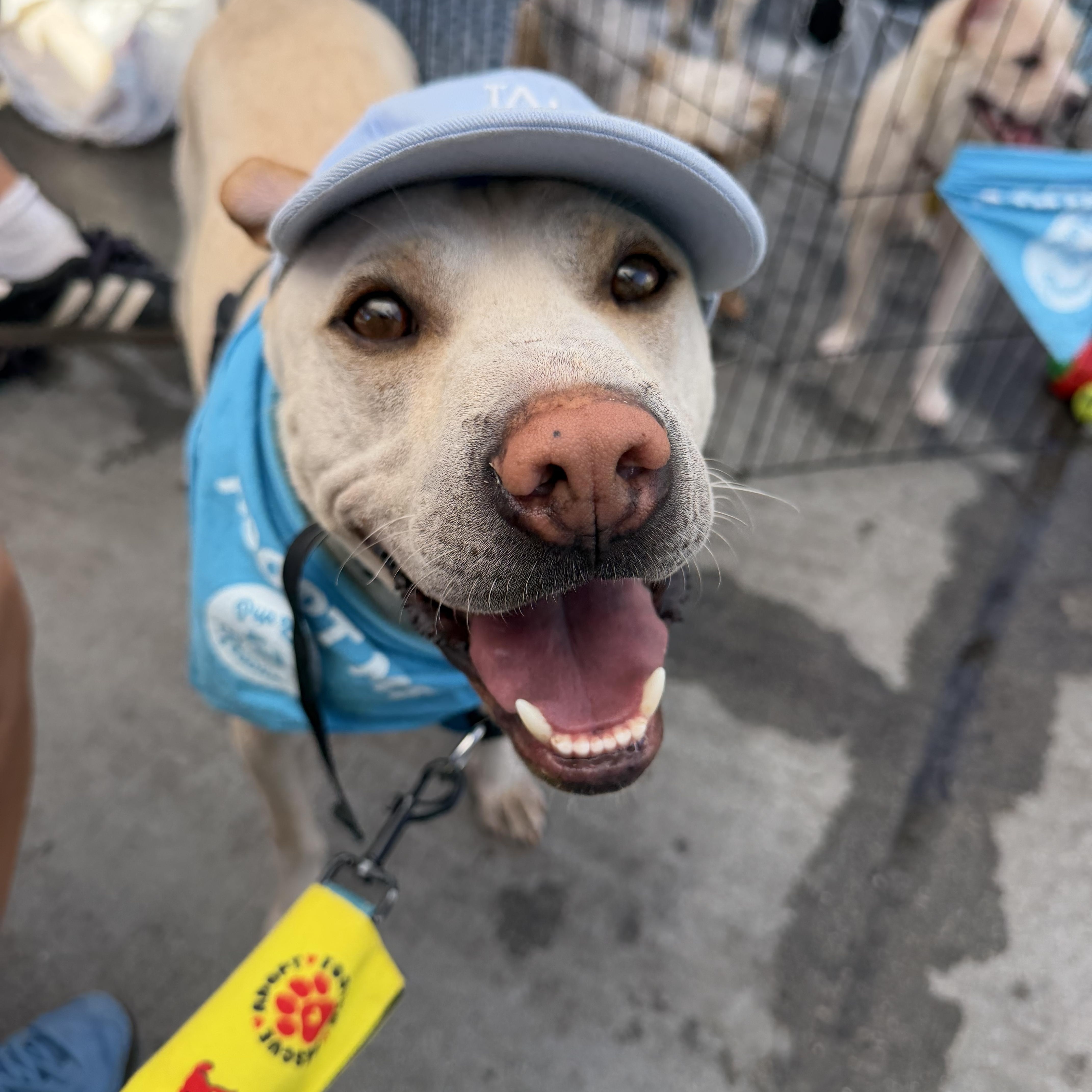 Enlarge Drew, a Adoptable Shar-Pei in Pasadena, CA image 6/6