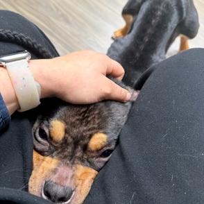 Ava, Adoptable, Adult Female Terrier & Mixed Breed.