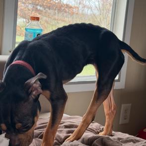 Enlarge Ava, a Adoptable mixed breed in Prospect, KY image 2/2