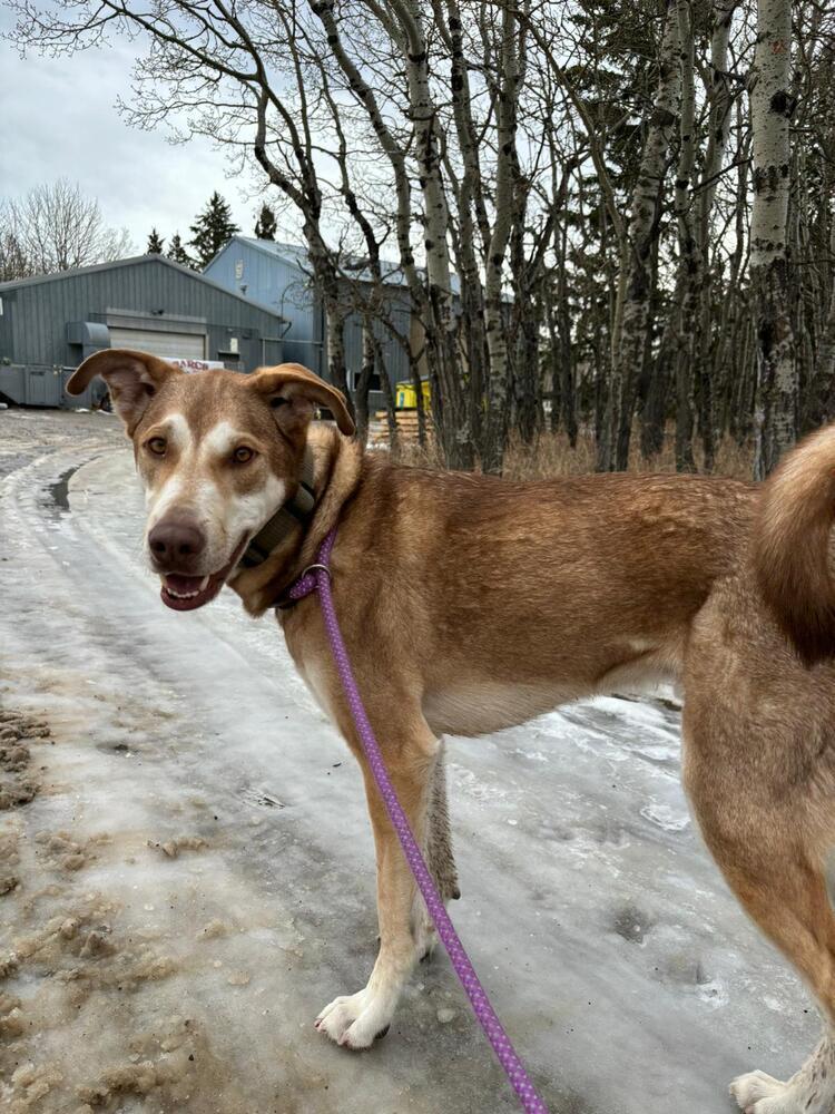 McFly, Adoptable, Adult Male Husky & Mixed Breed.