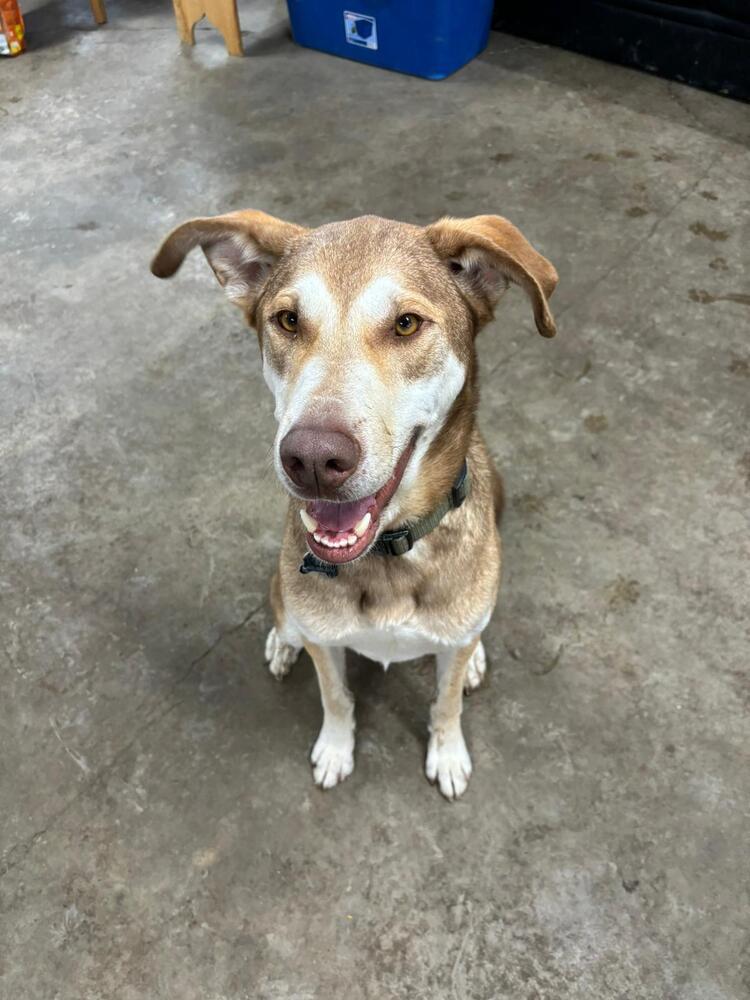 Enlarge McFly, a Adoptable mixed breed in Calgary, AB image 2/6