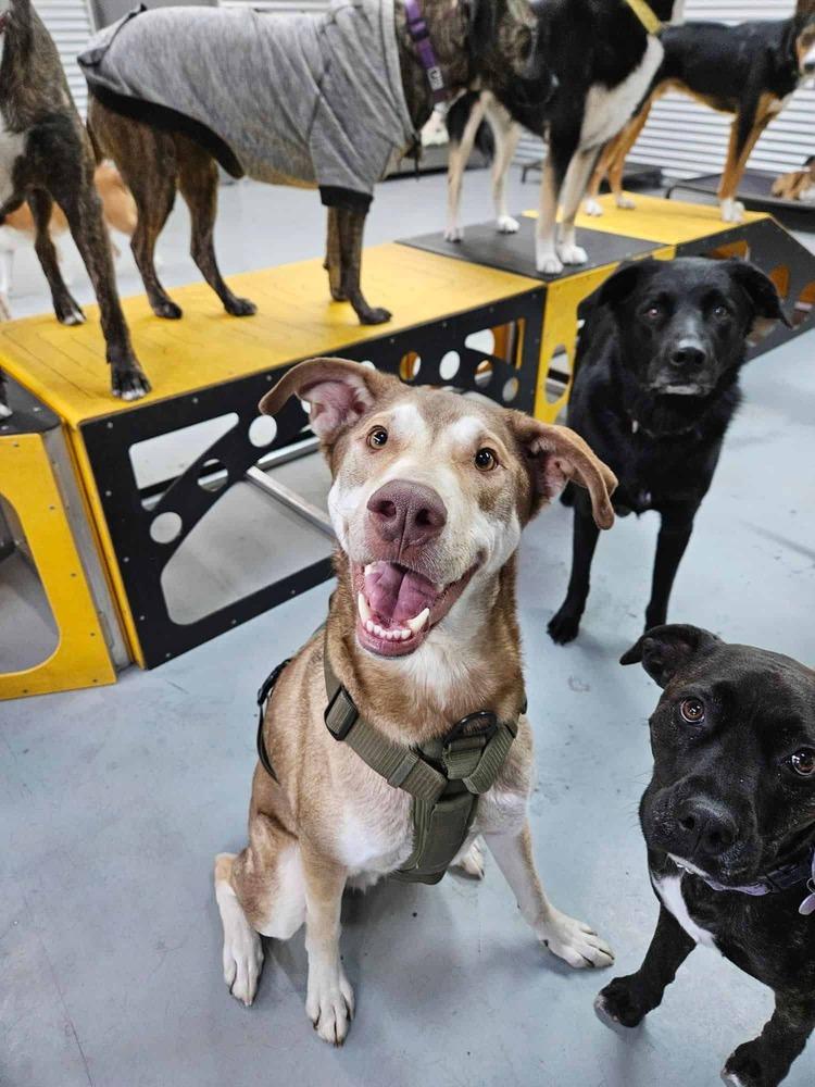 Enlarge McFly, a Adoptable mixed breed in Calgary, AB image 3/6