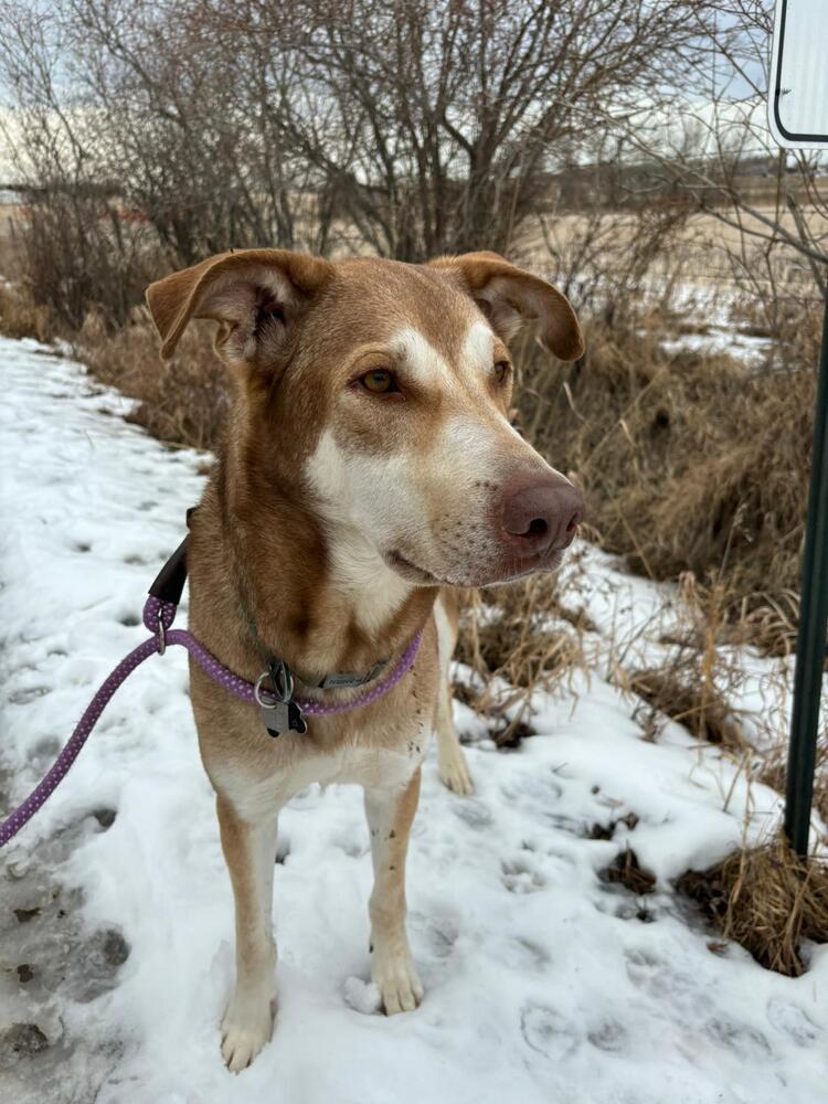 Enlarge McFly, a Adoptable mixed breed in Calgary, AB image 4/6