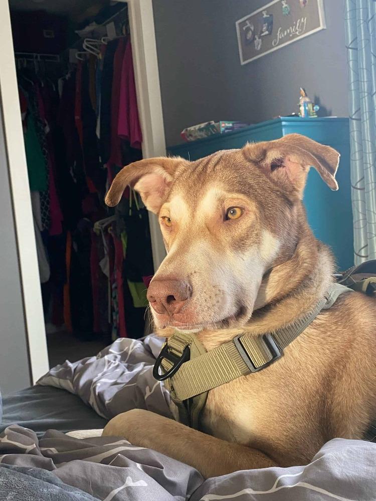 Enlarge McFly, a Adoptable mixed breed in Calgary, AB image 5/6