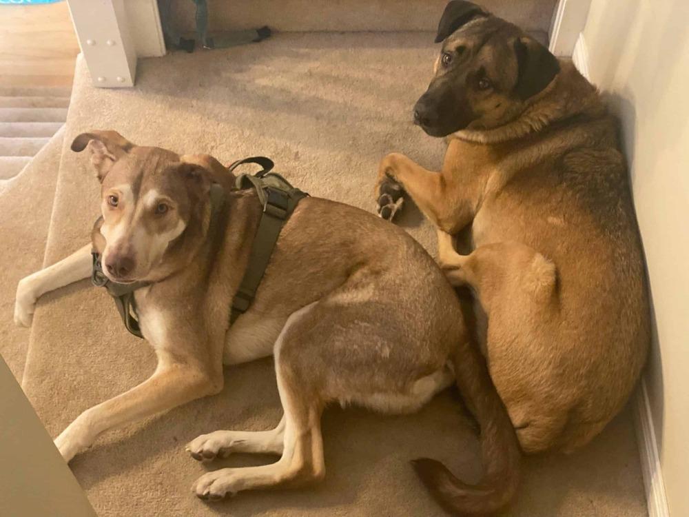 Enlarge McFly, a Adoptable mixed breed in Calgary, AB image 6/6