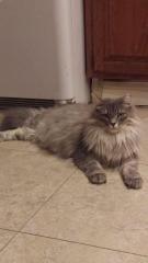 Pamela, Adoptable, Senior Female Domestic Long Hair.