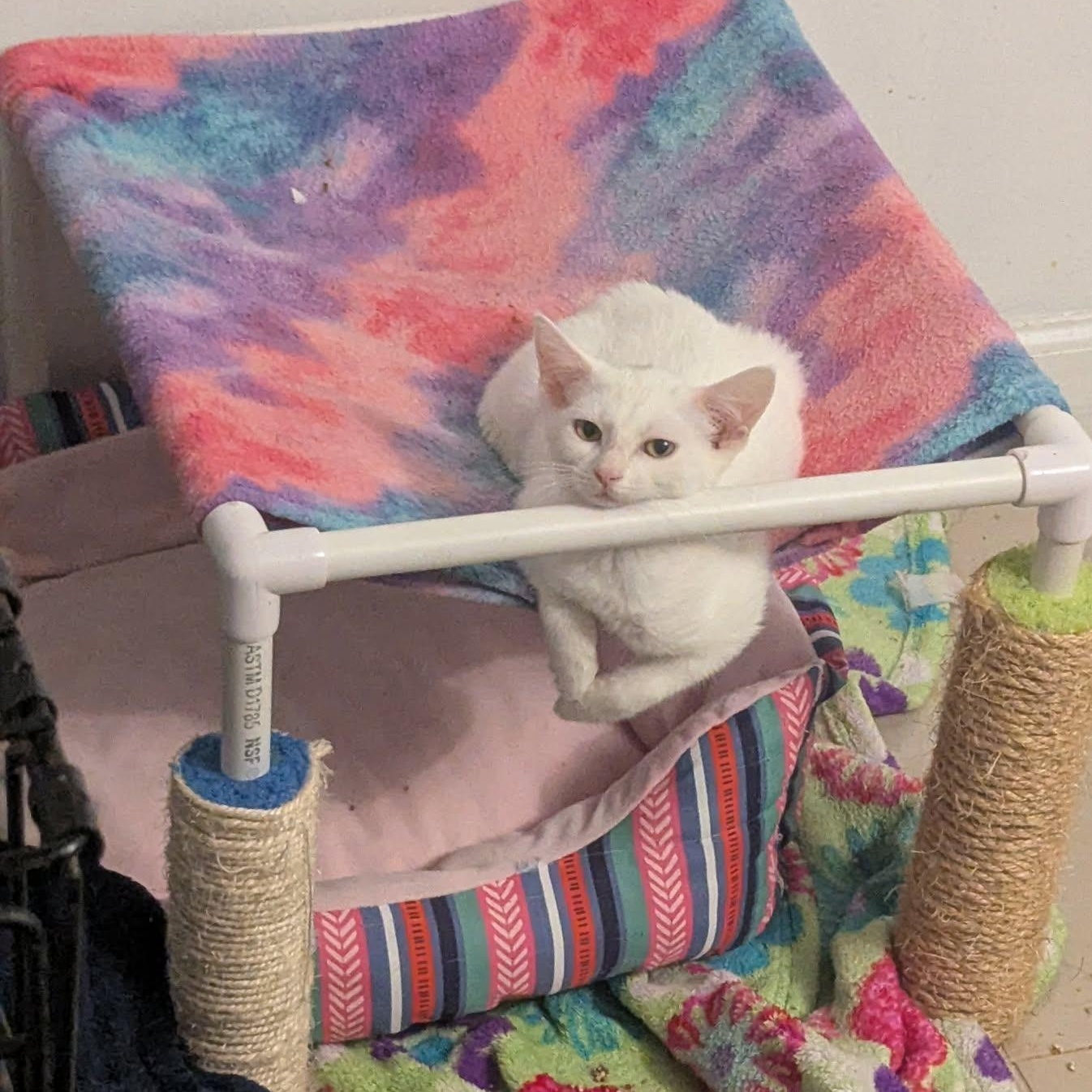 Sundew, Adoptable, Kitten Female Domestic Short Hair.